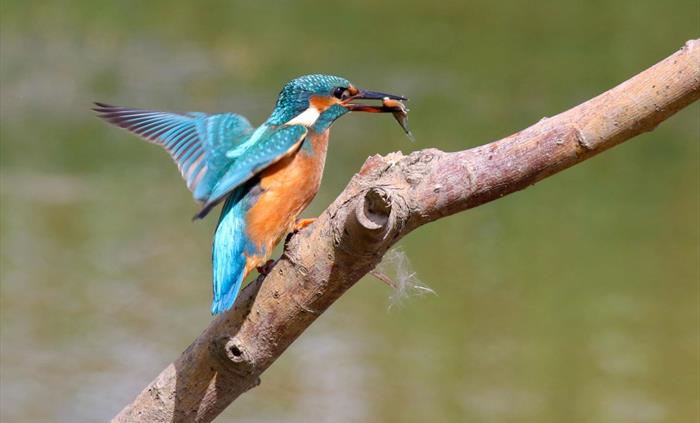 A kingfisher perched on a branch holds a small fish in its beak.